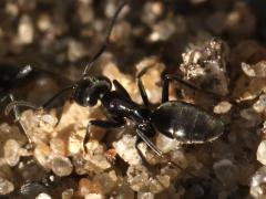 (Tapinoma Odorous Ant) rear