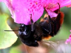 (Bicoloured Bumble Bee) ventral