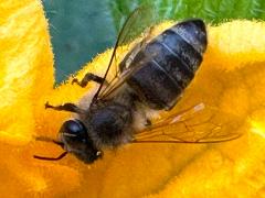 (European Honey Bee) dorsal