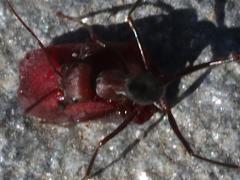 (Nodal Desert Ant) dorsal