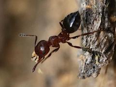 (Crematogaster Acrobat Ant) lateral