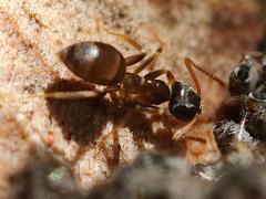 (Lasius Fuzzy Ant) dorsal