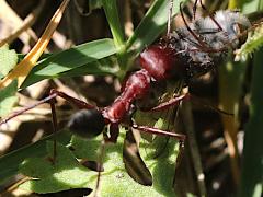 (Nodal Desert Ant) dorsal