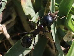 (Wasmann's Harvester Ant) head