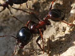 (Wasmann's Harvester Ant) profile