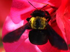 (Pubescent Carpenter Bee) dorsal