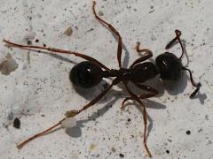 (Messor Harvester Ant) dorsal