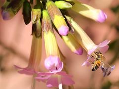 (European Honey Bee) on Qantu