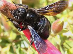 Xylocopa Carpenter Bee robbing nectar on Qantu