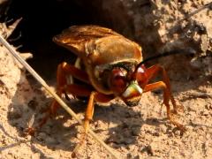 (Eastern Cicada Killer) female burrow
