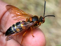 (Eastern Cicada Killer) male finger