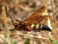 (Eastern Cicada Killer) male hovering
