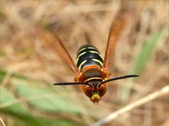 (Eastern Cicada Killer) male hovering face