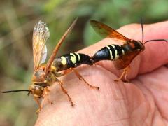 (Eastern Cicada Killer) mating hand