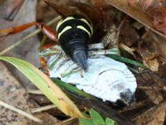 (Eastern Cicada Killer drags Swamp Cicada)