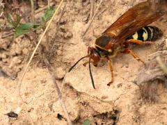 (Eastern Cicada Killer) Satellite Fly