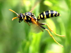 (European Paper Wasp) flying