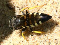 (Four-banded Stink Bug Hunter) female burrow