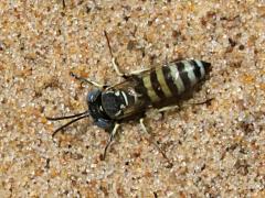 (Sand Wasp) female