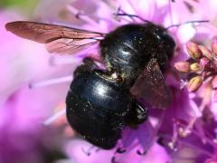 (Horse-fly Carpenter Bee) orpifex female dorsal