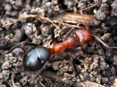 (Allegheny Mound Ant) dorsal
