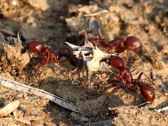 (Red Harvester Ant) team