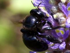(Southern Carpenter Bee) female lateral