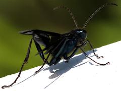 (Common Blue Mud-dauber Wasp) rear