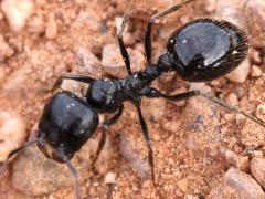(Black Harvester Ant) dorsal