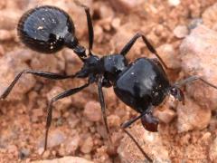 (Black Harvester Ant) frontal