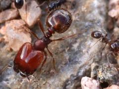(Pilifera Big-headed Ant) major dorsal