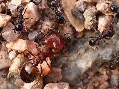 (Pilifera Big-headed Ant) major minors