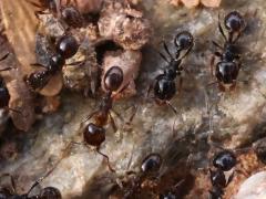 (Pilifera Big-headed Ant) minors