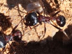 (Rough Harvester Ant) lateral