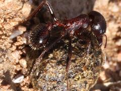 (Rough Harvester Ant) rolling side