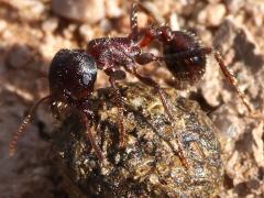(Rough Harvester Ant) rolling top