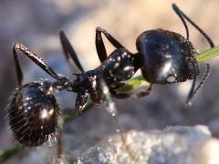 (Black Harvester Ant) harvesting lateral