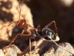(Melliger-group Honeypot Ant) dorsal