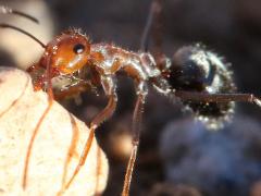 (Melliger-group Honeypot Ant) lateral