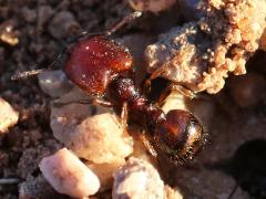 (Pilifera Big-headed Ant) major dorsal