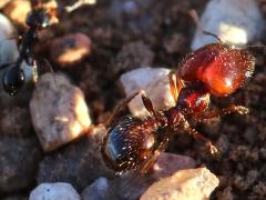 (Pilifera Big-headed Ant) major minor