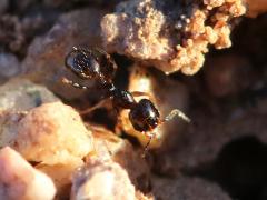 (Pilifera Big-headed Ant) minor dorsal