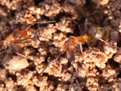 (Bicolored Pyramid Ant) lateral