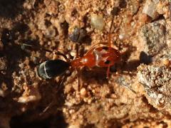 (Bicolored Pyramid Ant) dorsal