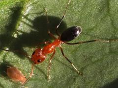 (Bicolored Pyramid Ant) dorsal