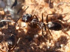 (Crazy Pyramid Ant) dorsal