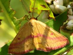 (Pennsylvania Knotweed) Chickweed Moth male on Pennsylvania Knotweed