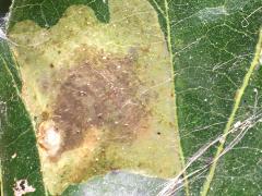 (Bur Oak) Solitary Oak Leafminer Moth mine on Bur Oak