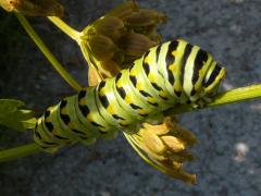 Black Swallowtail caterpillar on Common Cowparsnip