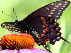 (Black Swallowtail) female ventral